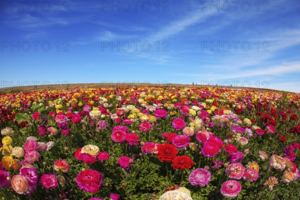 Flowers are grown for export in the Nordic countries. Spring flowering garden large buttercups - ranunculus