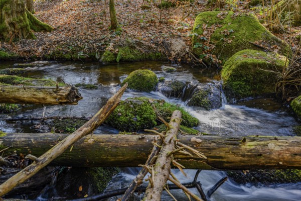 Small watercourses with branches in the forest, surrounded by moss and natural tranquillity, Höllbachtal, Upper Palatinate
