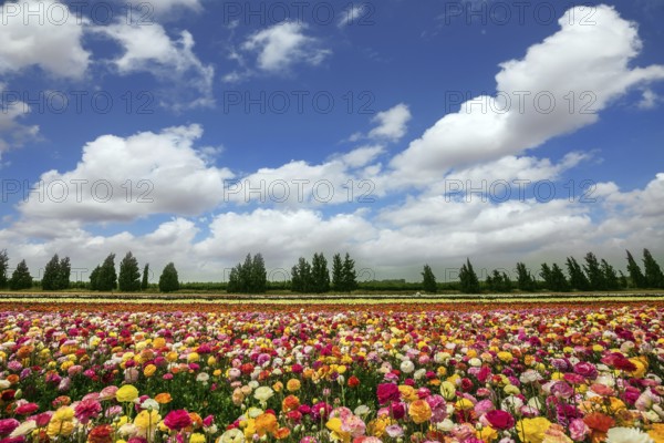 Flower kibbutz on the border with the Gaza Strip. Spring flowering buttercups. The magnificent flower carpet of colorful garden buttercups