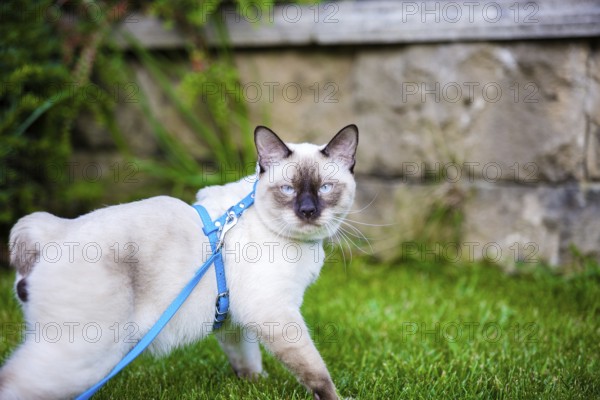 Close-up of an adult Mekong Bobtail cat posing on green grass outside. A cat walks on a green lawn with a blue leash. Young Cat, Siamese Type, Mekong Bobtail Walks In A Grass
