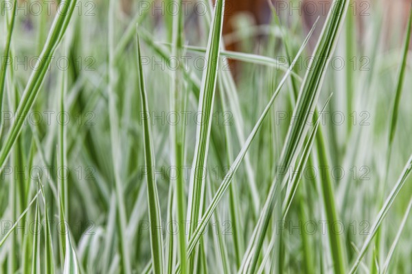 Ornamental grass, Leoben, Styria, Austria, Europe