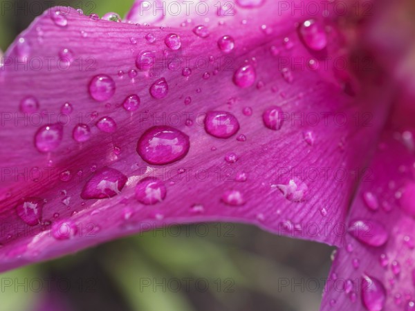 Close-up of a purple flower with raindrops, weseke, westphalia, germany