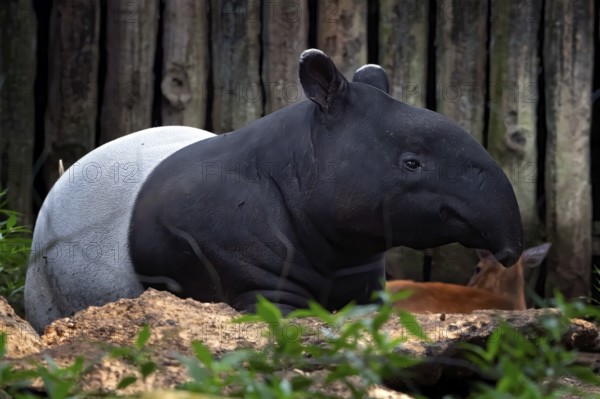 Sumatran tapir resting in captivity