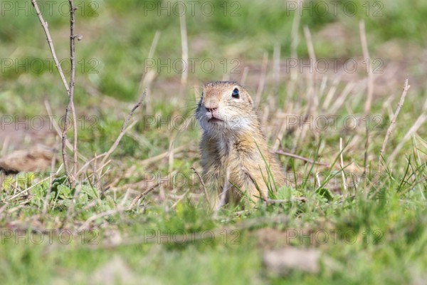 Souslik (Spermophilus citellus) European ground squirrel in the natural environment