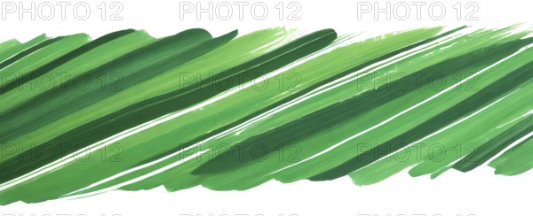 Abstract green brush stroke on white background. Texture of strokes of colored paint