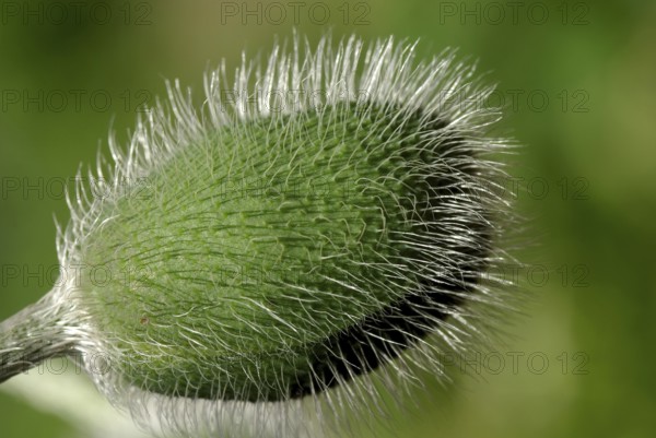 Red poppies have a special expressiveness from the bud to the seed capsule. Field poppy in green