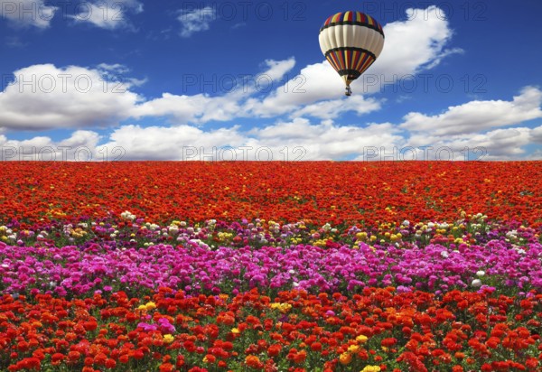 The huge balloon flying over colorful floral field. Flowers and seeds are grown for export