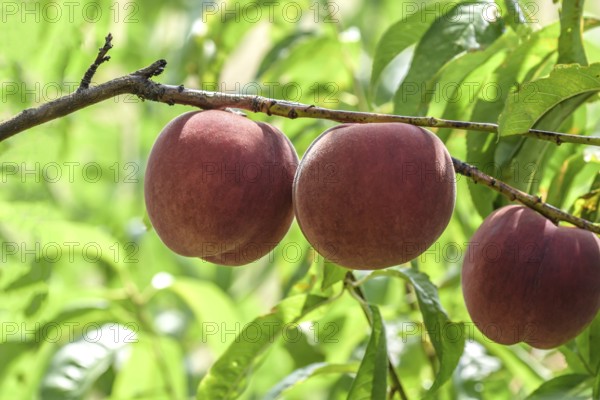 Peach (Prunus persica 'Maura'), Baum- und Rebschule Schreiber KG, Poysdorf, Lower Austria, Austria, Europe