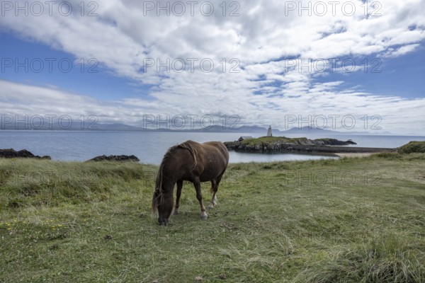 Brown horse grazing on a green meadow by the sea with Twr Mawr Lighthouse in the background, Ynys Llanddwyn, Newborough, Anglesey, Wales, United Kingdom, Europe