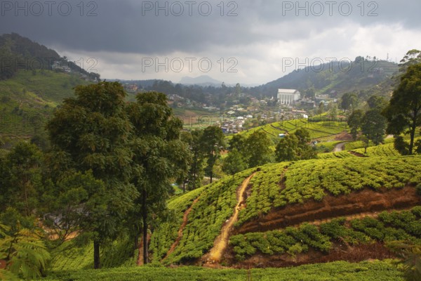 Nuwara Eliya tea plantation in Sri Lanka. Nuwara Eliya is the most important place for tea plantation and production in Sri Lanka