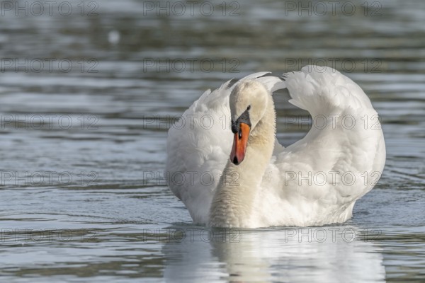 Mute swan (Cygnus olor) male making territorial display. Bas-Rhin, Alsace, Grand Est, France, Europe