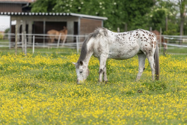 Horse in a green pasture filled with yellow buttercups. Bas-Rhin, Collectivite europeenne d'Alsace, Grand Est, France, Europe