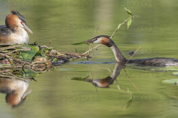 Great Crested Grebe (Podiceps cristatus) brooding their nest on a river. Bas-Rhin, Collectivite europeenne d'Alsace, Grand Est, France, Europe