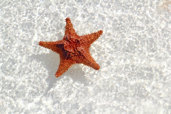 Beautiful starfish orange in wavy shallow water