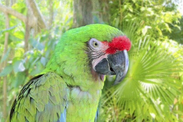 Ara Militaris Military Macaw Green parrot South and Central america