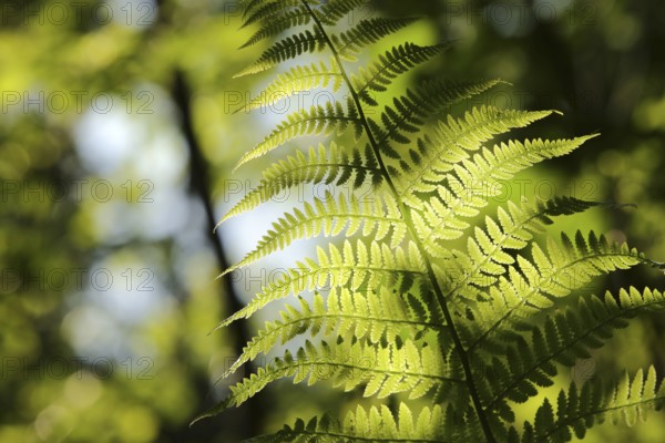 Close-up of fern in the forest on a sunny spring morning