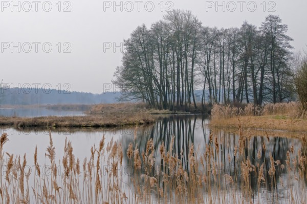 Serene landscape showcasing a tranquil lake reflecting bare trees and dry reeds in the foreground, creating a peaceful atmosphere