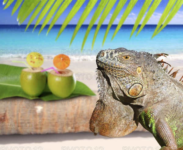 Mexico iguana in coconut Caribbean beach tropical turquoiuse sea