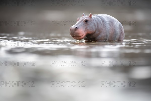 An image of a toy hippopotamus in the water