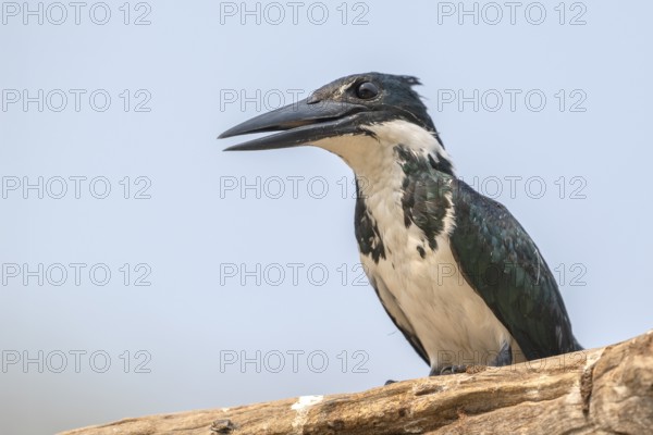 Green Kingfisher (Chloroceryle americana), Pantanal, inland, wetland, UNESCO Biosphere Reserve, World Heritage Site, wetland biotope, Mato Grosso, Brazil, South America