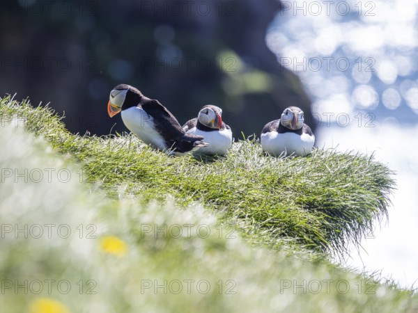 Puffin (Fratercula arctica) on a rocky cliff, Heimaey Island, Westman Islands, Iceland, Europe
