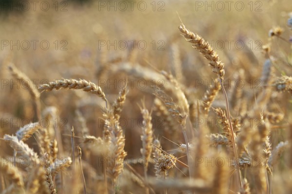 Impressions at the cornfield