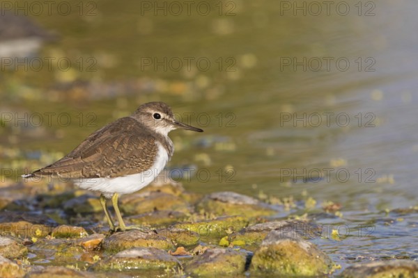 Common sandpiper, sandpiper (Actitis hypoleuco), biotope, habitat, foraging