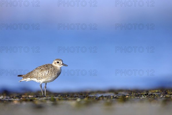 Little Ringed Plover, (Pluvialis squatarola), animal, animals, bird, birds, biotope, habitat, foraging, plover family, Arctic Tundra Barr Al Hikman, Ash Sharqiyah South, Oman, Asia