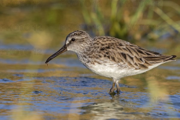 Marsh Sandpiper, (Calidris falcinellus), (Limicola falcinellus), animals, birds, wading bird from the genus Limicola, biotope, habitat, foraging, Middle East, Raysut, Salalah, Sohar, Oman, Asia