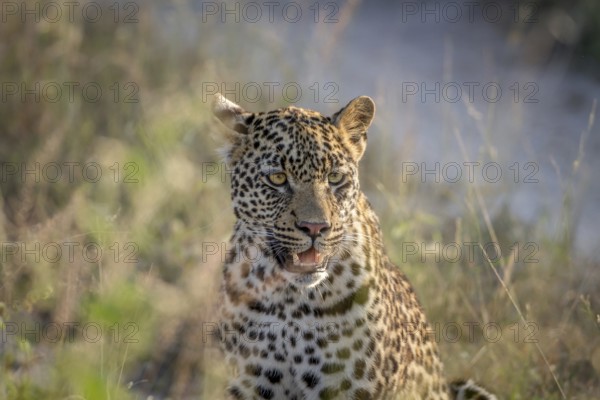 Young Leopard sitting and starring in the Kruger National Park, South Africa, Africa