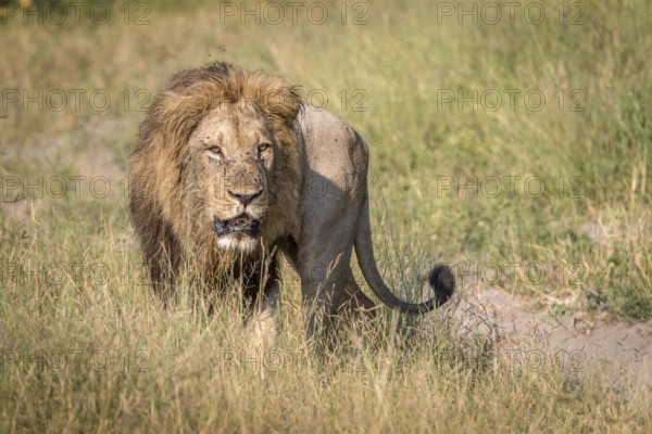 A male Lion walking in the grass in the Chobe National Park, Botswana, Africa
