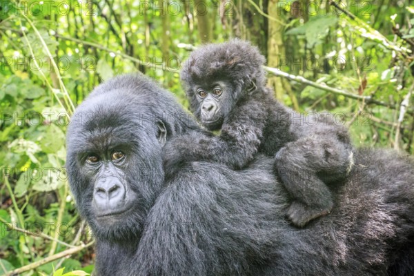 Baby Mountain gorilla sitting on the back of his mother in the Virunga National Park, Democratic Republic Of Congo
