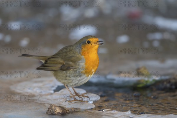 Robin - drinking at the ice hole (Erithacus rubecula)