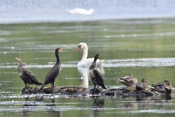 Cormorant (Phalacrocorax carbo)