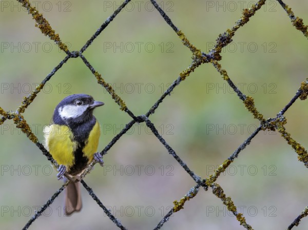 Great tit (Parus major) sitting in a rusty wire mesh fence covered with lichen, Rhine floodplain, Upper Rhine, Baden-Württemberg, Germany, Europe