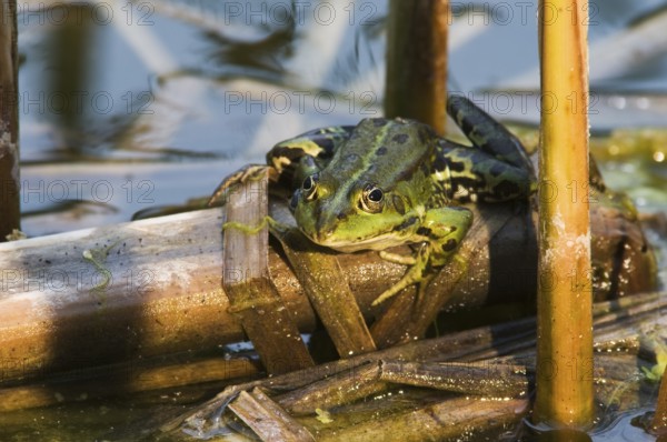 Close-up of a single water frog between reeds at sunset