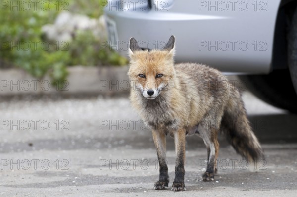 Red fox (Vulpes vulpes)
