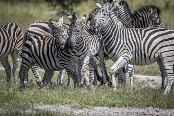 Three Zebras bonding in the Chobe National Park, Botswana, Africa