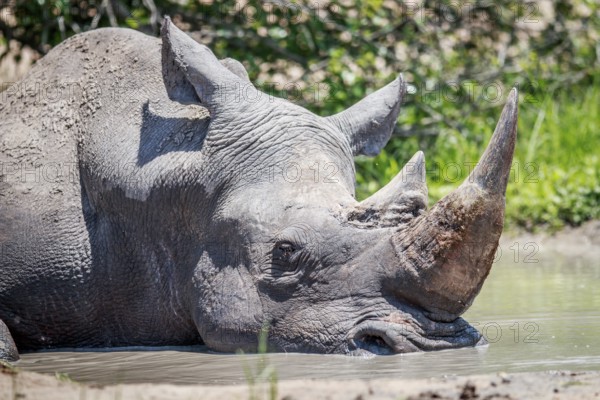 White rhino sleeping in the water in the Kruger National Park, South Africa, Africa