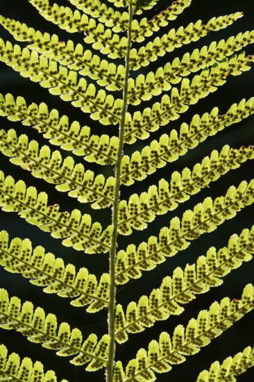 Details of a fern leaf against a dark background