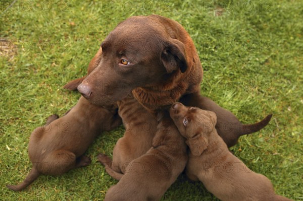 Brown Labrador Retriever dog litter of pups