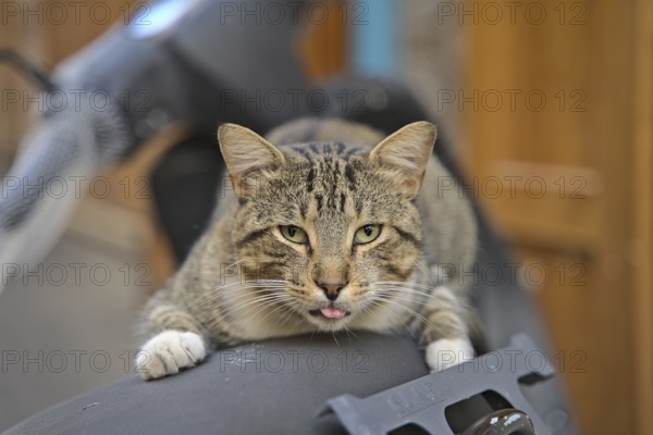 A random cat on a motor scooter in Tanger looking funny in the camera