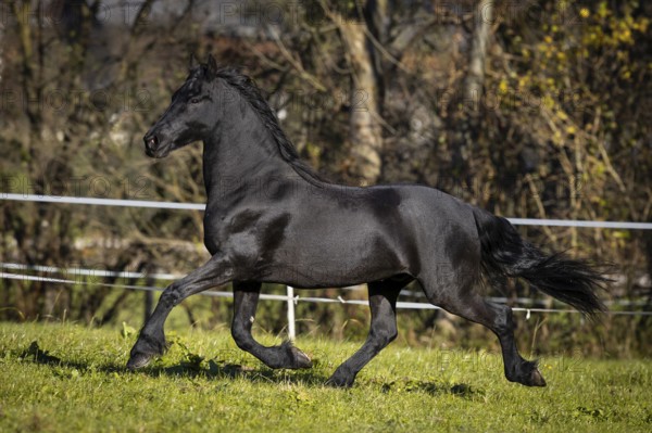 Frisian gelding in the pasture in autumn