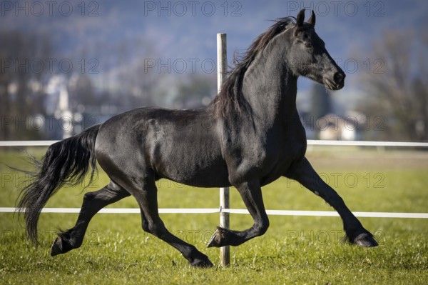 Frisian gelding in the pasture in autumn