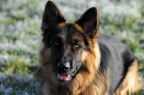 Shepherd dog, portrait, Spraitbach, Baden-Württemberg, Germany, Europe, German shepherd dog smiling, foreground clear, outdoor, slightly frosty background, Schwäbisch Gmünd, Europe