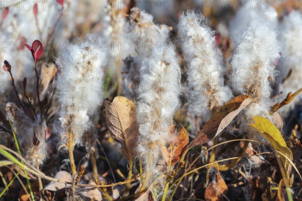 Salix arctica, arctic willow, tiny creeping willow family Salicaceae, low pubescent shrub, with silky and silvery hairs. Close-up view of plant, growing extremely slowly in tundra, autumn season