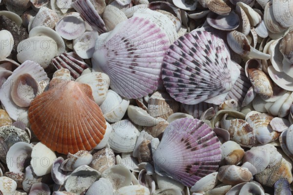 Beach, shells, near Antofagasta