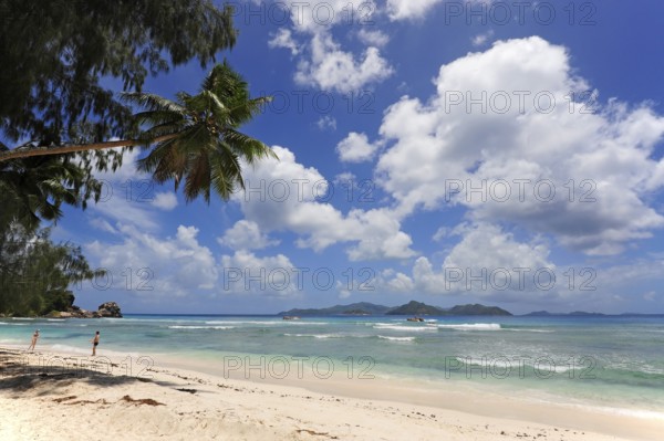 Palm tree on Anse Severe beach, La Digue island, Praslin island behind, Seychelles, Indian Ocean, Africa