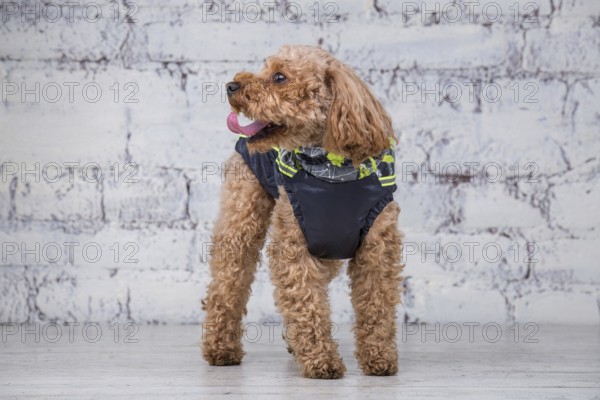 Small funny dog of brown colour with curly hair of toy poodle breed posing in clothes for dogs. Subject accessories and fashionable outfits for pets. Stylish overalls, suit for cold weather for animal