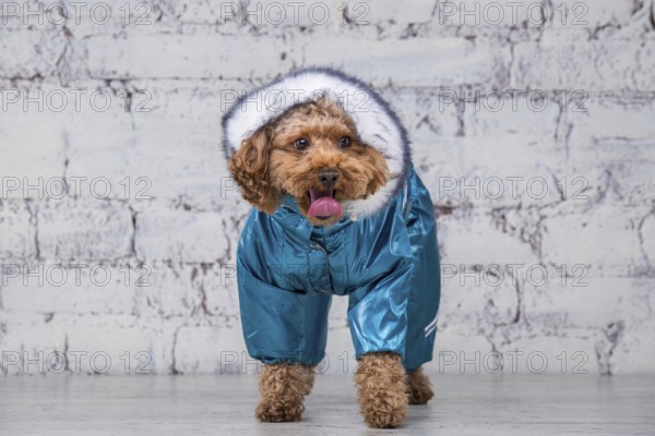 Small funny dog of brown colour with curly hair of toy poodle breed posing in clothes for dogs. Subject accessories and fashionable outfits for pets. Stylish overalls, suit for cold weather for animal